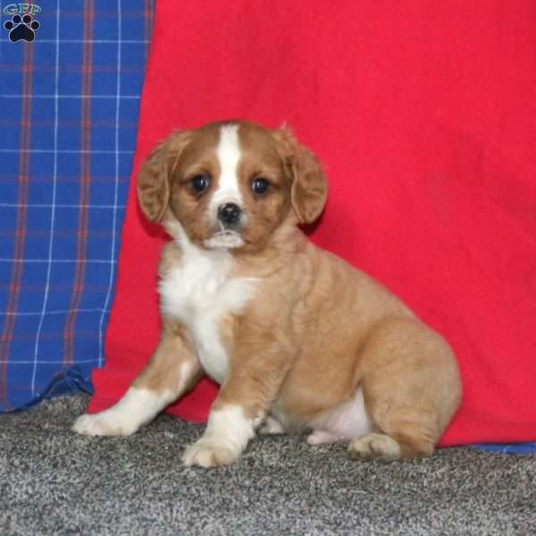Bryce, Miniature Bernese Mountain Dog Puppy