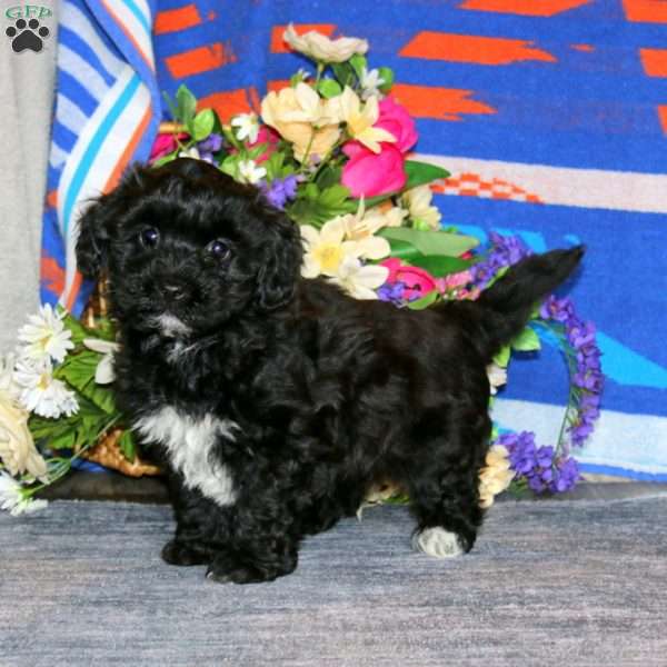 Bryce, Havapoo Puppy