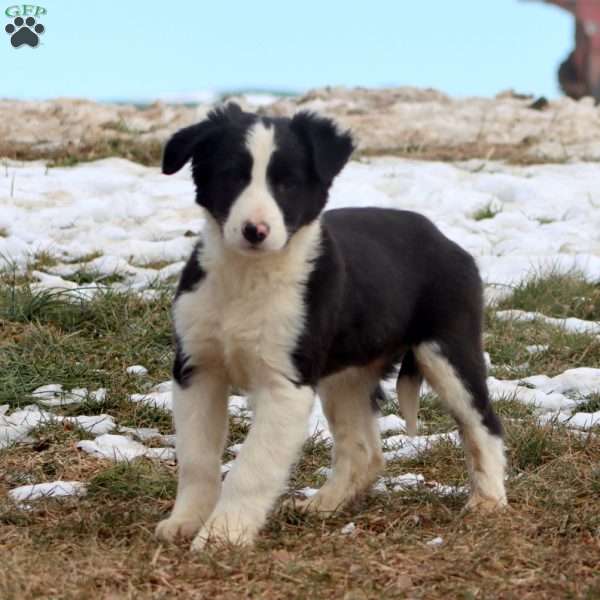 Bryce, Border Collie Mix Puppy