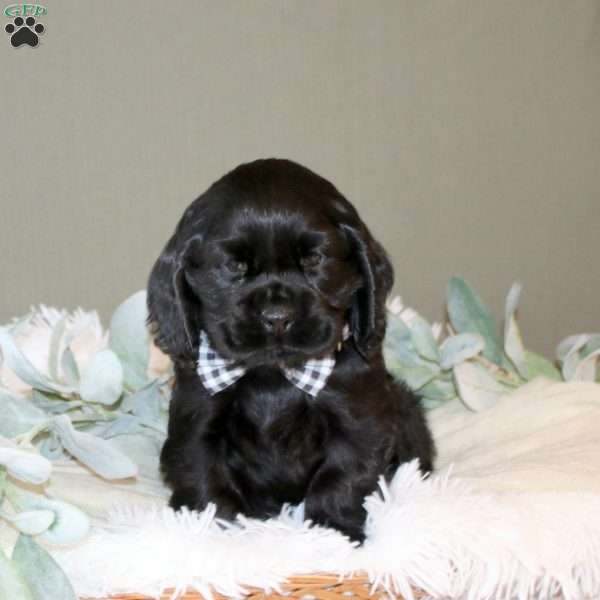 Bryce, Cocker Spaniel Puppy