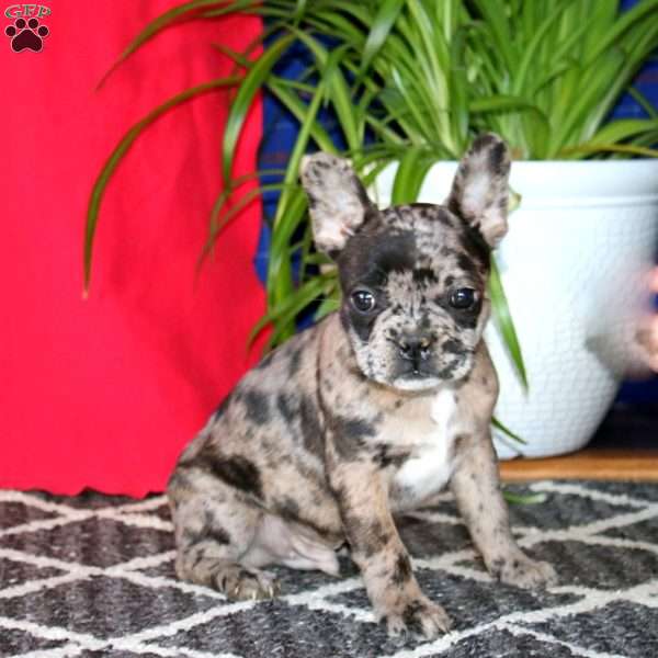 Bryce, French Bulldog Mix Puppy