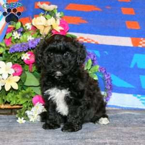 Bryce, Havapoo Puppy