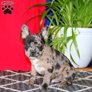 Bryce, French Bulldog Mix Puppy