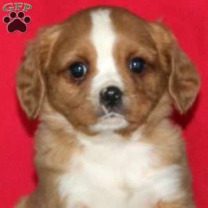 Bryce, Miniature Bernese Mountain Dog Puppy