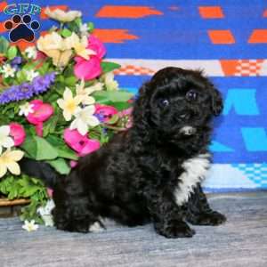 Bryce, Havapoo Puppy