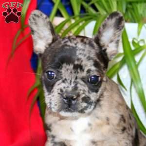 Bryce, French Bulldog Mix Puppy