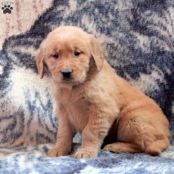 Brynn, Golden Retriever Puppy