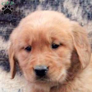 Brynn, Golden Retriever Puppy