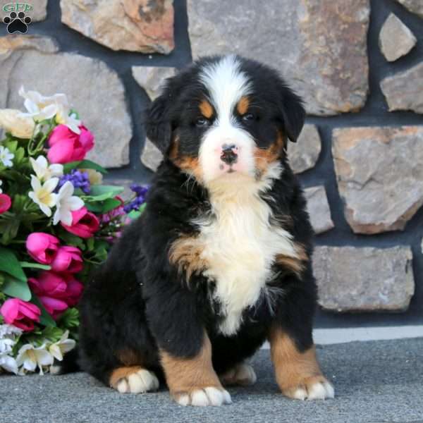 Bryson, Bernese Mountain Dog Puppy