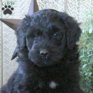 Bubbles, Bernedoodle Puppy