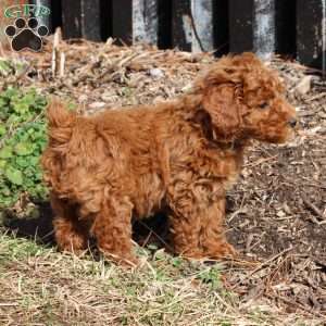 Bubbles, Miniature Poodle Puppy