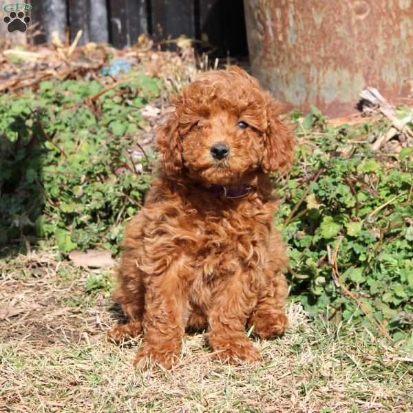 Bubbles, Miniature Poodle Puppy
