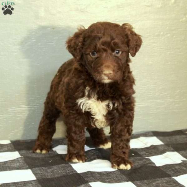 Buck, Portuguese Water Dog Puppy