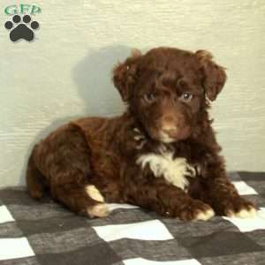 Buck, Portuguese Water Dog Puppy