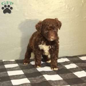 Buck, Portuguese Water Dog Puppy