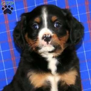 Bud, Miniature Bernese Mountain Dog Puppy