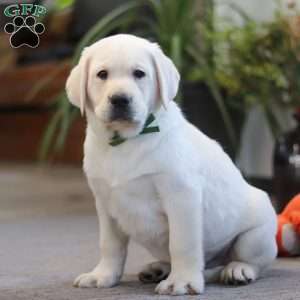 Buddy, Yellow Labrador Retriever Puppy