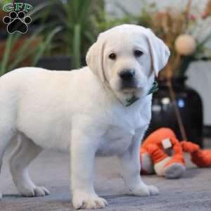 Buddy, Yellow Labrador Retriever Puppy