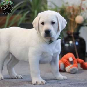 Buddy, Yellow Labrador Retriever Puppy