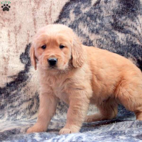 Buddy, Golden Retriever Puppy