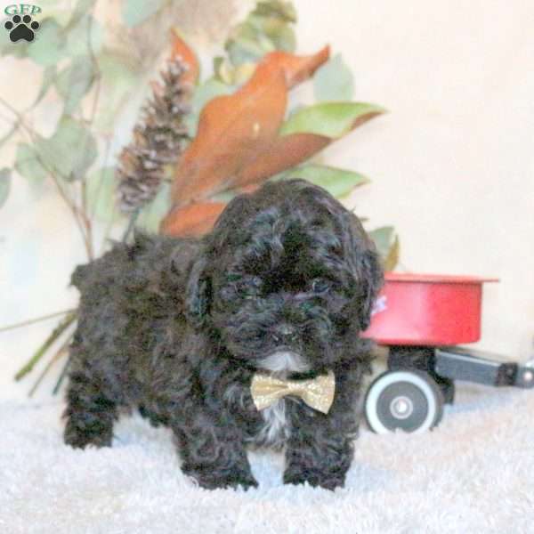 Buddy, Shih-Poo Puppy