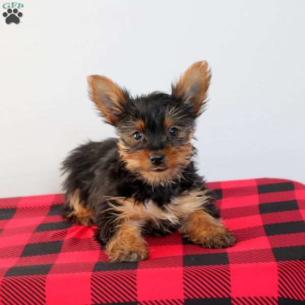 Buddy, Yorkie Puppy