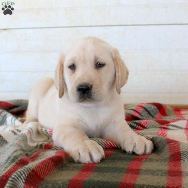 Buddy, Yellow Labrador Retriever Puppy