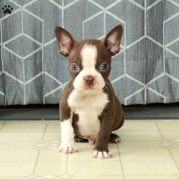 Buddy, Boston Terrier Puppy