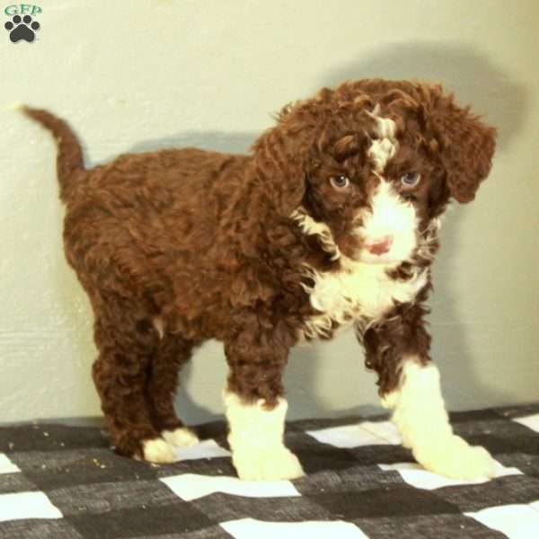 Buddy, Portuguese Water Dog Puppy