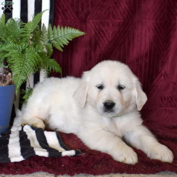 Buddy, English Cream Golden Retriever Puppy