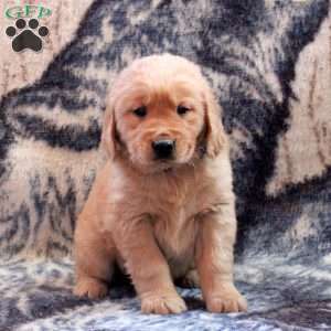 Buddy, Golden Retriever Puppy