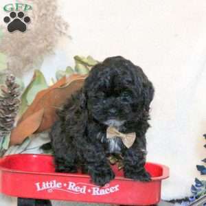 Buddy, Shih-Poo Puppy