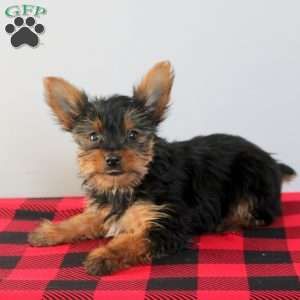 Buddy, Yorkie Puppy