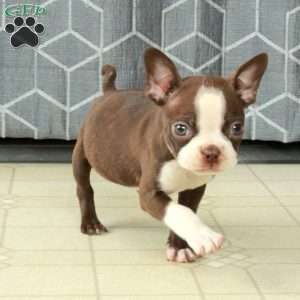 Buddy, Boston Terrier Puppy