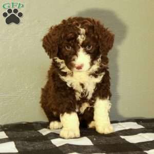 Buddy, Portuguese Water Dog Puppy