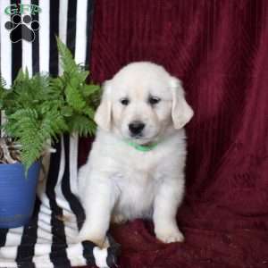 Buddy, English Cream Golden Retriever Puppy
