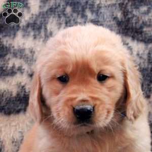 Buddy, Golden Retriever Puppy