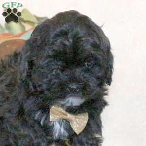 Buddy, Shih-Poo Puppy