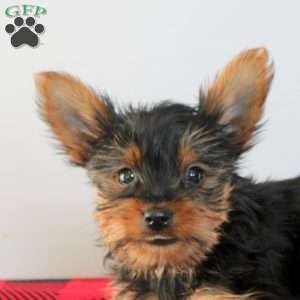 Buddy, Yorkie Puppy