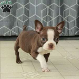 Buddy, Boston Terrier Puppy