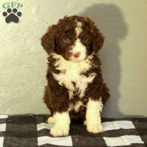 Buddy, Portuguese Water Dog Puppy