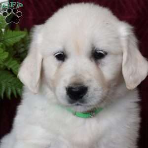 Buddy, English Cream Golden Retriever Puppy