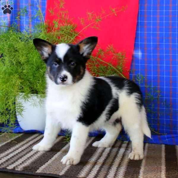 Buddy, Australian Shepherd Mix Puppy