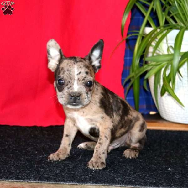 Buddy, French Bulldog Mix Puppy