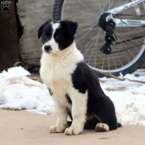 Buddy, Border Collie Mix Puppy