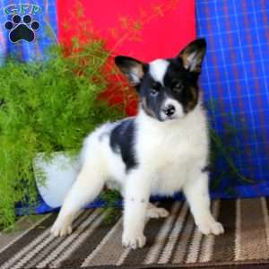 Buddy, Australian Shepherd Mix Puppy