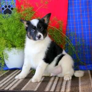 Buddy, Australian Shepherd Mix Puppy