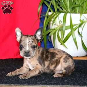 Buddy, French Bulldog Mix Puppy