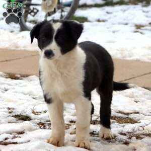 Buddy, Border Collie Mix Puppy