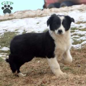 Buddy, Border Collie Mix Puppy